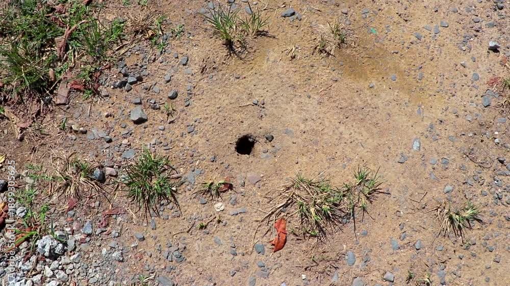 custom made wallpaper toronto digitalLarge insect and spider hole cave in tropical soil Thailand.