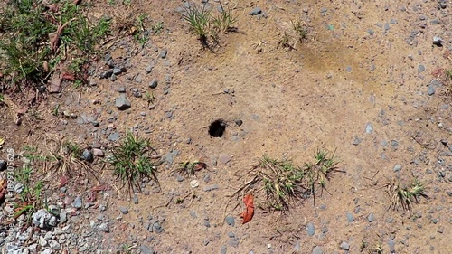 Wallpaper Mural Large insect and spider hole cave in tropical soil Thailand. Torontodigital.ca