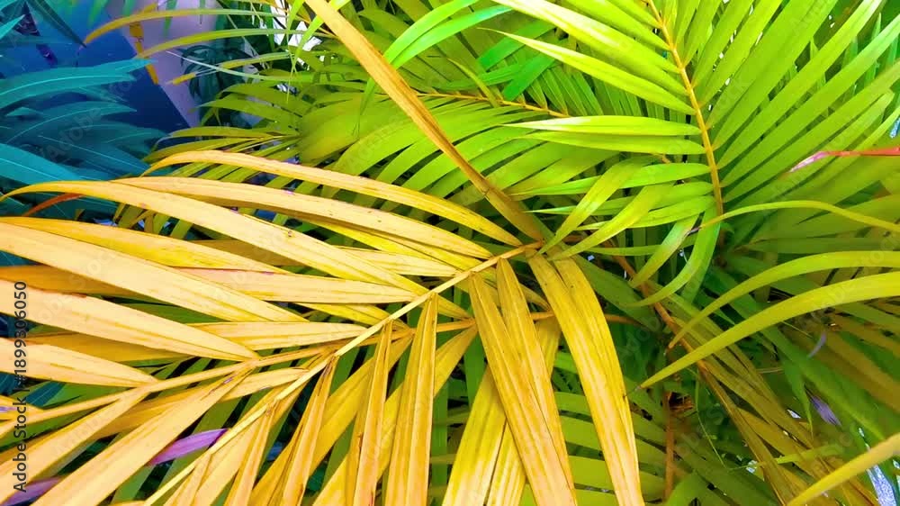 custom made wallpaper toronto digitalGreen yellow red orange tropical palm tree leaves colorful texture.