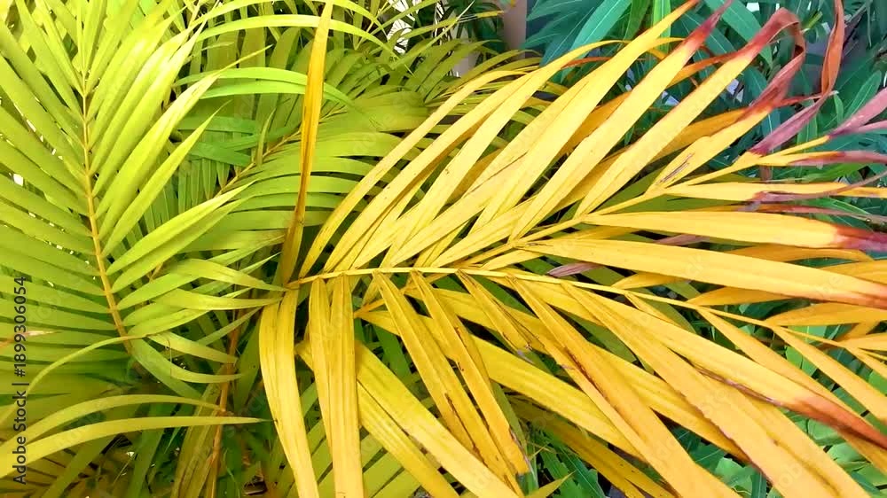 custom made wallpaper toronto digitalTouching green yellow red orange tropical palm tree colorful leaves.