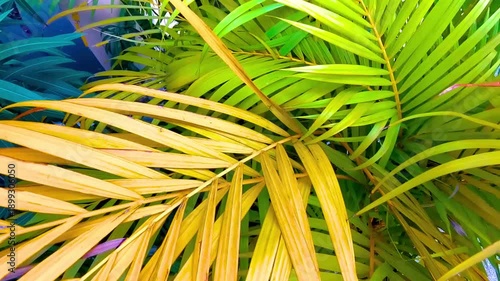 Wallpaper Mural Green yellow red orange tropical palm tree leaves colorful texture. Torontodigital.ca