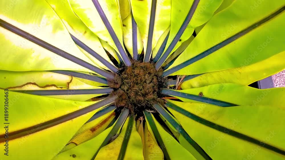 custom made wallpaper toronto digitalGreen black tropical plant palm tree leaves leaf circle texture.