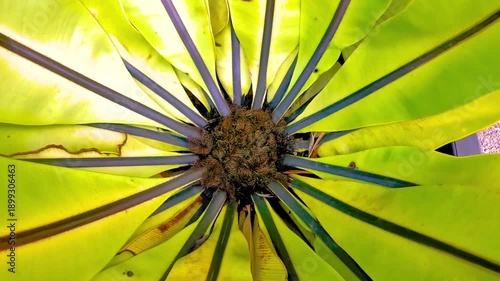 Wallpaper Mural Green black tropical plant palm tree leaves leaf circle texture. Torontodigital.ca