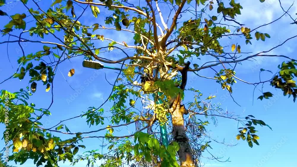 custom made wallpaper toronto digitalGolden Shower tree tropical yellow flowers blossoms blue sky Thailand.