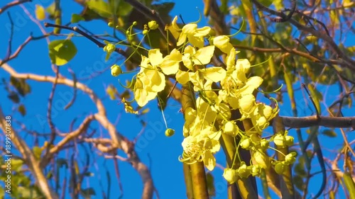 Wallpaper Mural Golden Shower tree tropical yellow flowers blossoms blue sky Thailand. Torontodigital.ca