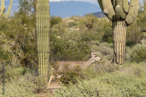 The deer walking in the saguaro Cactus field in Arizona
