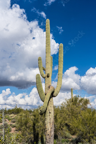 The Saguaro Cactus in Phoenix, Arizona