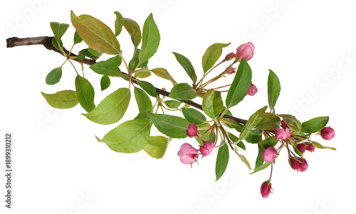 Twig of pink flowers, buds ...
