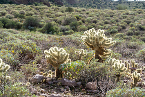 The Cactus in Phoenix Arizona
