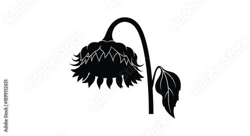 A black silhouette of a drooping sunflower with a curved stem and leaves on transparent background high quality professional detailed modern