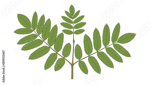 Botanical illustration of a rowan tree leaf cluster with multiple green leaflets attached to a central stem on white.