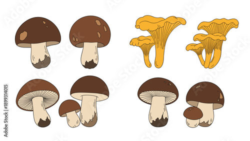 Detailed botanical illustrations of various types of wild edible mushrooms including porcini and chanterelles on white.