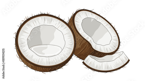 Whole and cracked brown coconut fruit with fresh white pulp and a separate piece isolated on white background in detailed vector style.
