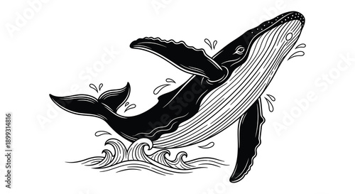 A detailed illustration of a breaching humpback whale with splashing water presented in a striking silhouette on transparent background high quality