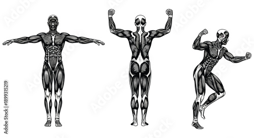 Detailed anatomical study of human musculature in three poses on transparent background silhouette high quality professional detailed modern elegant stylish clean