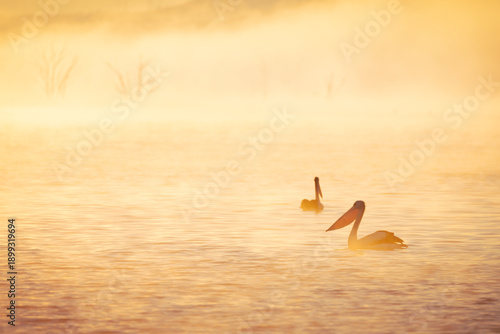 Two Australian pelicans float in a lake bathed in an orange glow as sunrise illuminates a steamy fog over the lake and some dead trees in the distance at Lake Coolmunda in Queensland, Australia.