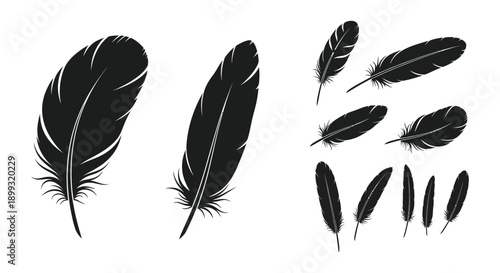 A collection of detailed feather illustrations in black perfect for design projects on transparent background silhouette high quality professional modern elegant