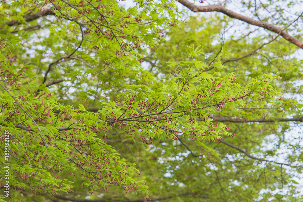 Fototapeta premium 沢山の小さな赤い花が咲いたモミジ（Acer palmatum)／日本埼玉県・4月