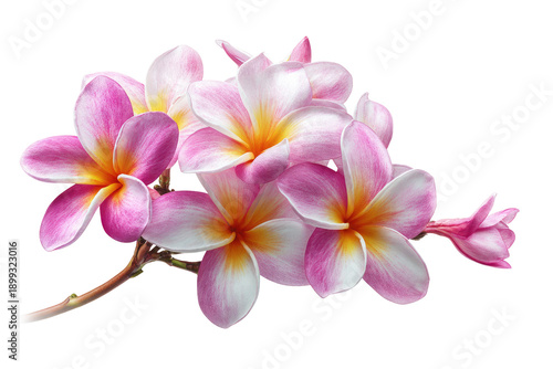Pink Plumeria Flowers Blooming on Branch Isolated on transparent background