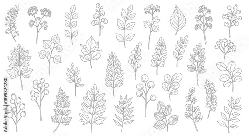 A collection of detailed line drawings of various botanical elements, including leaves, sprigs, and flowers, presented in a grid format.