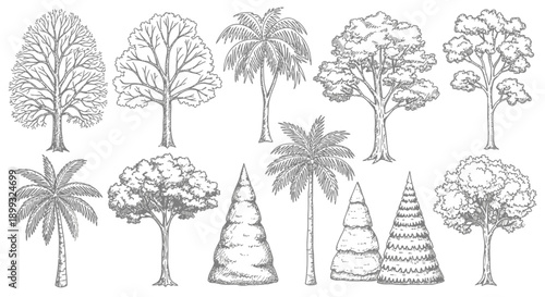 A collection of detailed black and white illustrations of various types of trees, including deciduous and palm varieties, presented in a top-down arrangement.