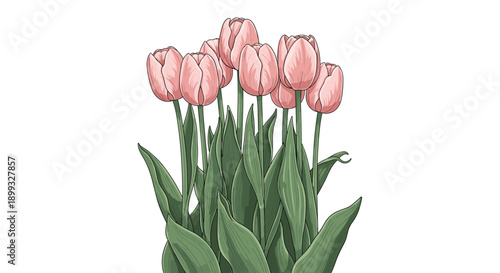 Dense bouquet of pink tulips with detailed petals and long green leaves arranged vertically on a plain white background for florist use.