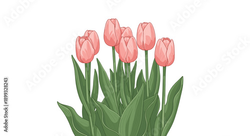 Vertical arrangement of seven pink tulips with different heights and green leaves set against a clean white background for botanical study.