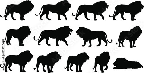 Lion silhouette icon set, standing, walking, and lying poses, black vector illustration, wildlife and anatomy theme, isolated on white background