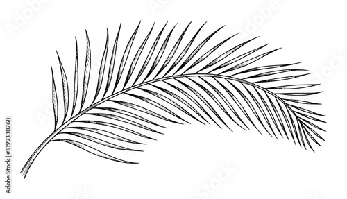 Hand drawn black and white palm frond with delicate leaves white background leaf plant