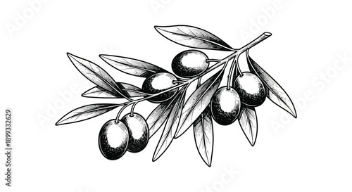 A detailed illustration of an olive branch with several olives rendered in black and white on transparent background silhouette high quality