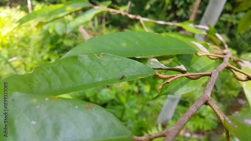 Wallpaper Mural Anthomyia rests on a leaf. 4k recording. Perfect for documentaries on tropical rainforests and World Environment Day on June 5th.

Anthomyia illocata, Anthomyia oculifera, Anthomyia pluvialis Torontodigital.ca