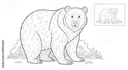 Black and White Bear Illustration.
