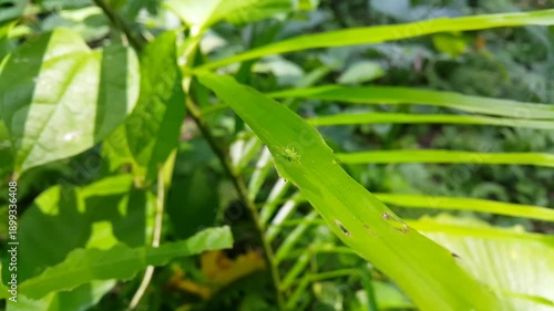 Crickets are camouflaged on light green leaves in focus in the foreground. 4k aesthetic footage in the forest. Perfect for documentaries about tropical rainforests and World Environment Day on June 5