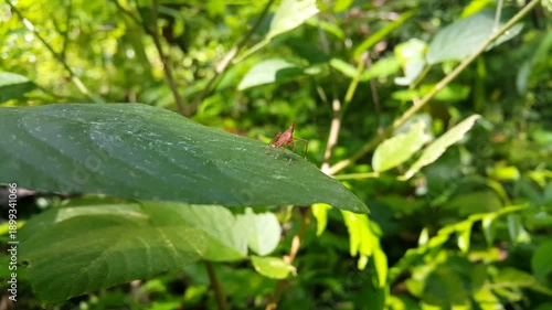 A maroon baby grasshopper (Shoryobatta) walking on a leaf. Perfect for documentaries on tropical rainforests and World Wildlife Conservation Day on December 4th. 4K FOOTAGE focuses on the foreground.