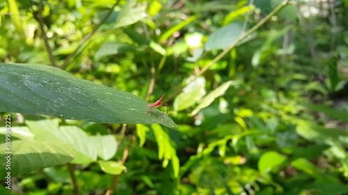 Baby grasshopper (Acrida cinerea) standing on a leaf in focus in the foreground. 4k aesthetic footage in the forest. Perfect for documentaries about tropical rainforests and World Environment Day