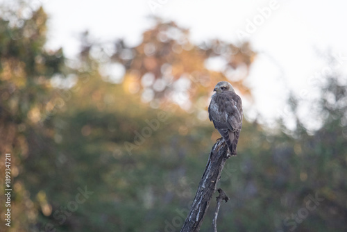Photography A bird of prey that is possibly a Montagu's harrier photographed in Gir national park, India