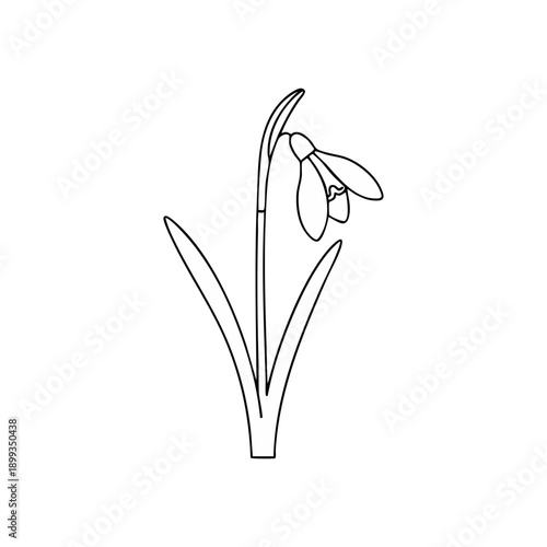Minimalist snowdrop flower line art with drooping petals and elongated leaves