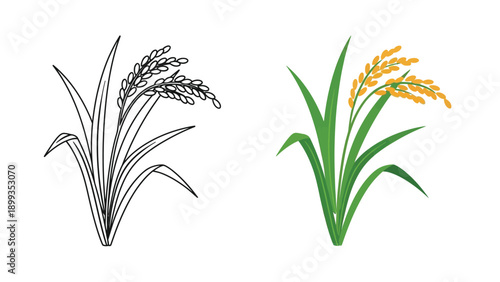 Black and white outline illustration and vibrant colored drawing of a ripe rice plant showcasing harvest ready grain stalks side by side