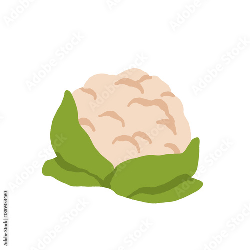 Collection of various vegetables isolated on white background. Healthy vegetarian food. Bundle of organic natural crops, salads, greens and herbs. Colorful vector illustration in flat cartoon style