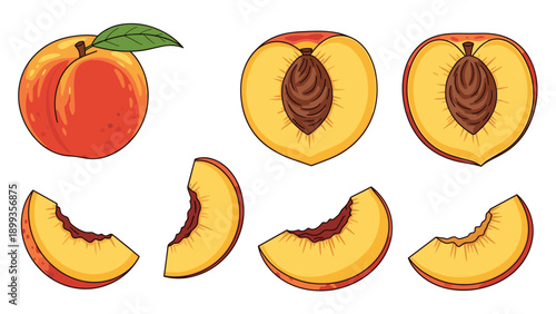 Set of hand drawn peach illustrations including whole fruit with a leaf, halves with pits, and several individual slices.
