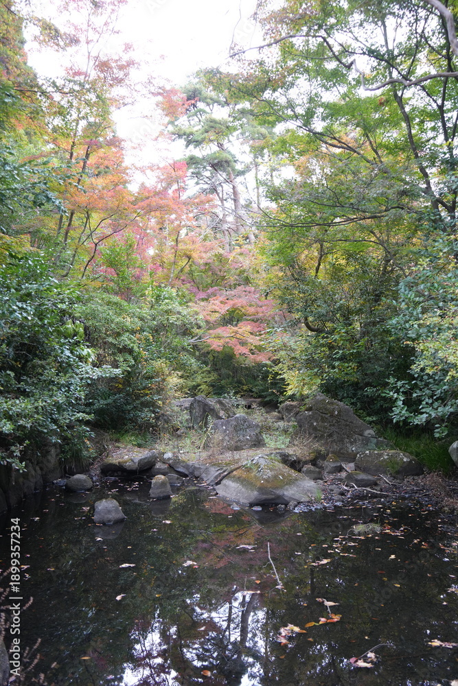 Obraz premium 紅葉