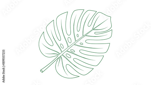 Detailed outline of a monstera leaf with its characteristic holes and lobes drawn in a dark green color on a white background.