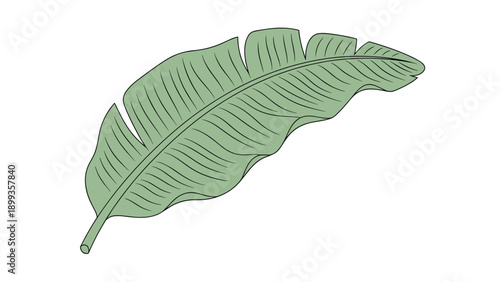 Detailed illustration of a large green banana leaf with visible veins and texture isolated on a white background.