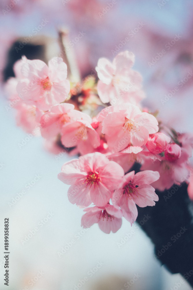 Fototapeta premium ピンクの河津桜