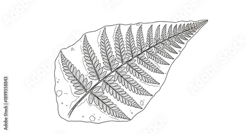 A vintage vector illustration set featuring a bird feather and autumn leaf silhouette design with a natural texture drawing on a white background