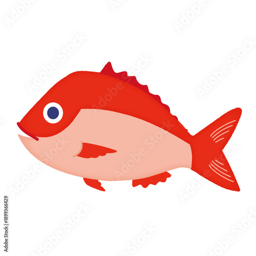 鯛のイラスト/Sea bream illustration