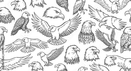 Sketching Action of Various Eagles in Flight, Wildlife Illustration, Nature