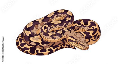 Realistic brown and black patterned snake lies coiled in a defensive position in a detailed wildlife illustration.