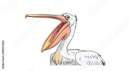 Large white pelican bird with its massive orange beak wide open showing its throat in a detailed wildlife illustration on white.