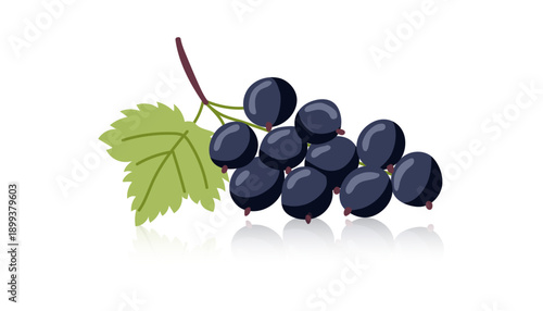 Сurrant isolated on white background. Vector flat clipart.